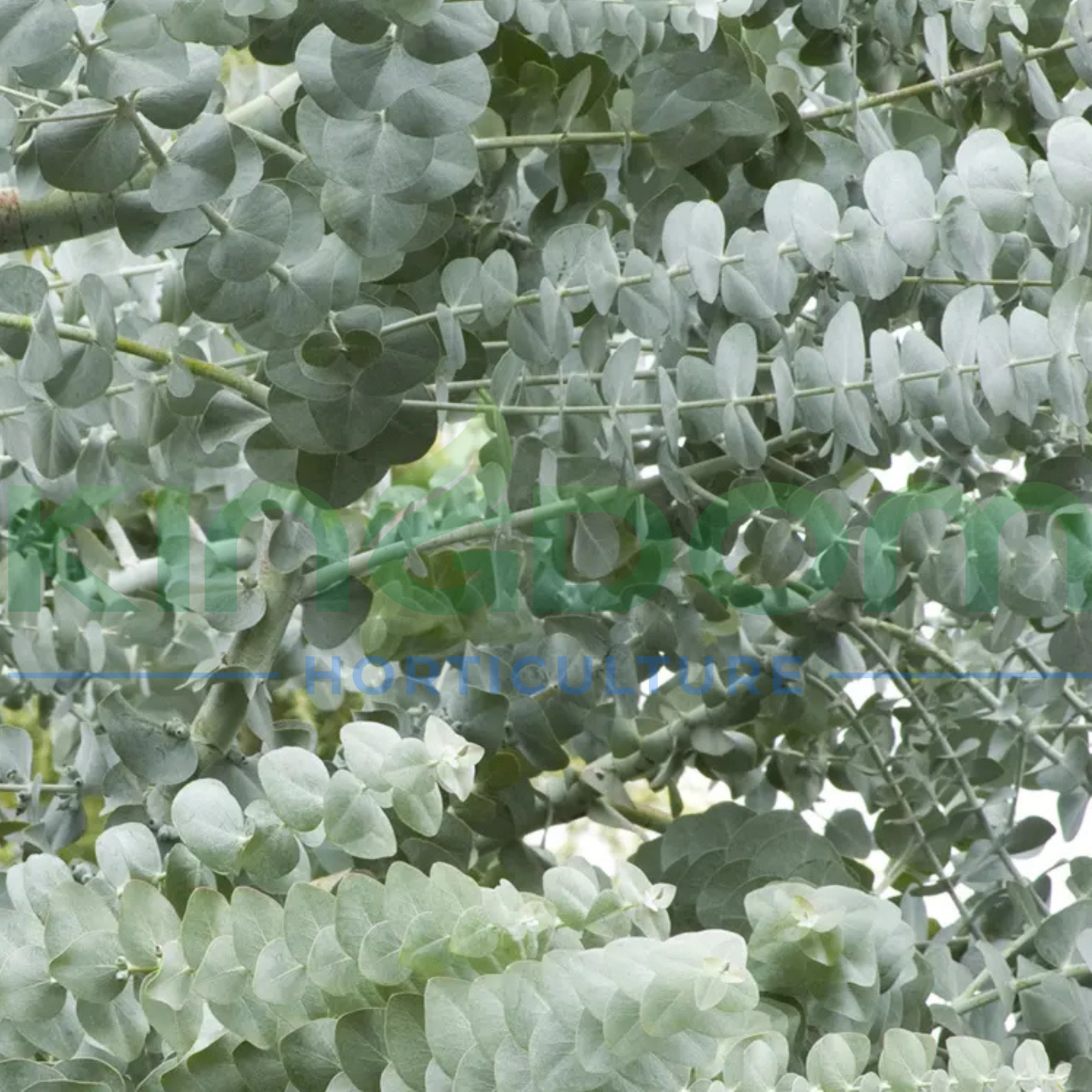 Eucalyptus cinerea 'Silver Dollar' Kingdom Horticulture