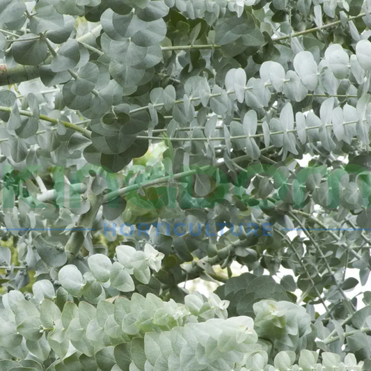 Eucalyptus cinerea 'Silver Dollar' Kingdom Horticulture