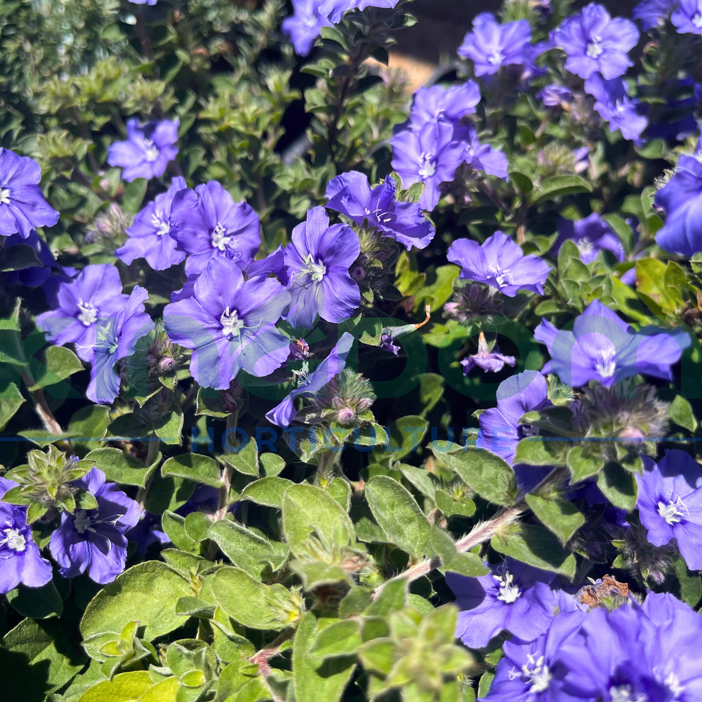 Evolvulus hybrida 'Blue My Mind' | Multiple Sizes Kingdom Horticulture