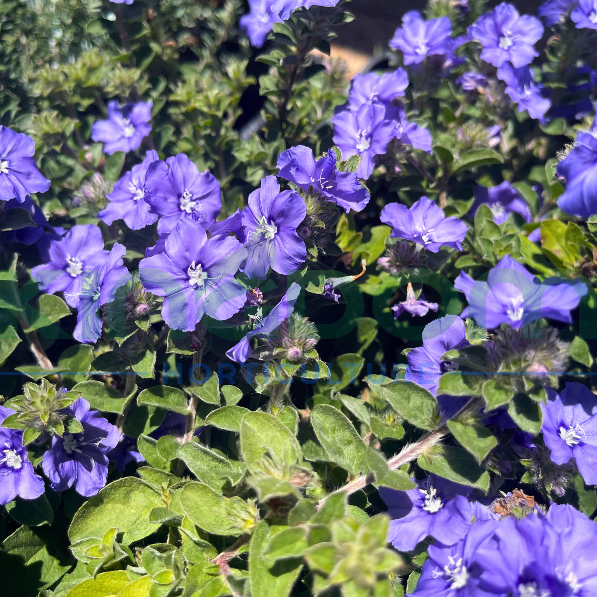 Kingdom Horticulture