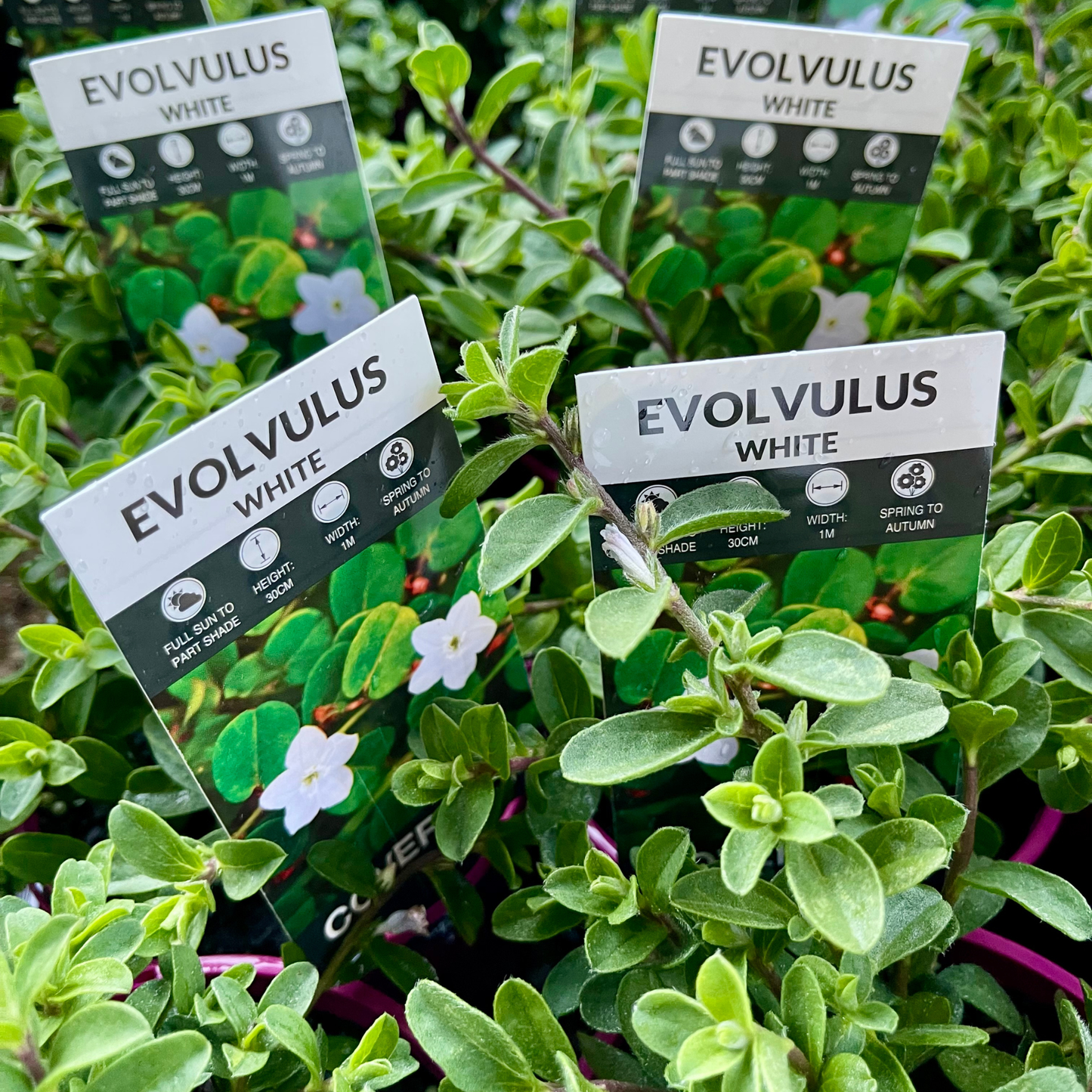 Evolvulus pilosus ‘White’ Kingdom Horticulture