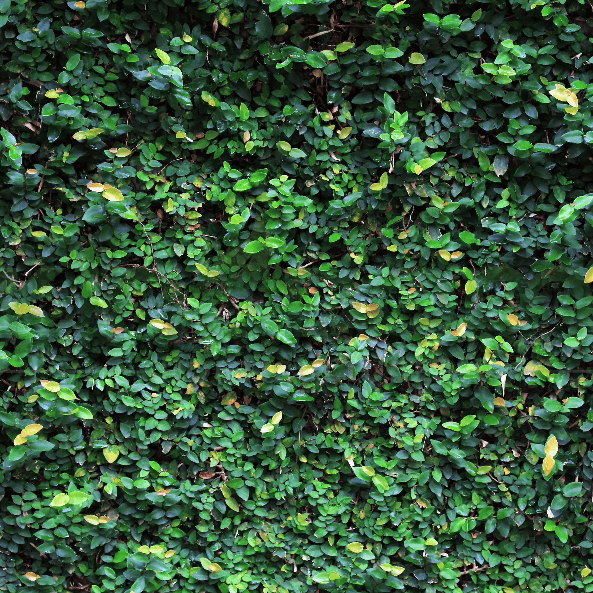 Ficus pumila 'Creeping Fig' | Multiple Sizes - Kingdom Horticulture