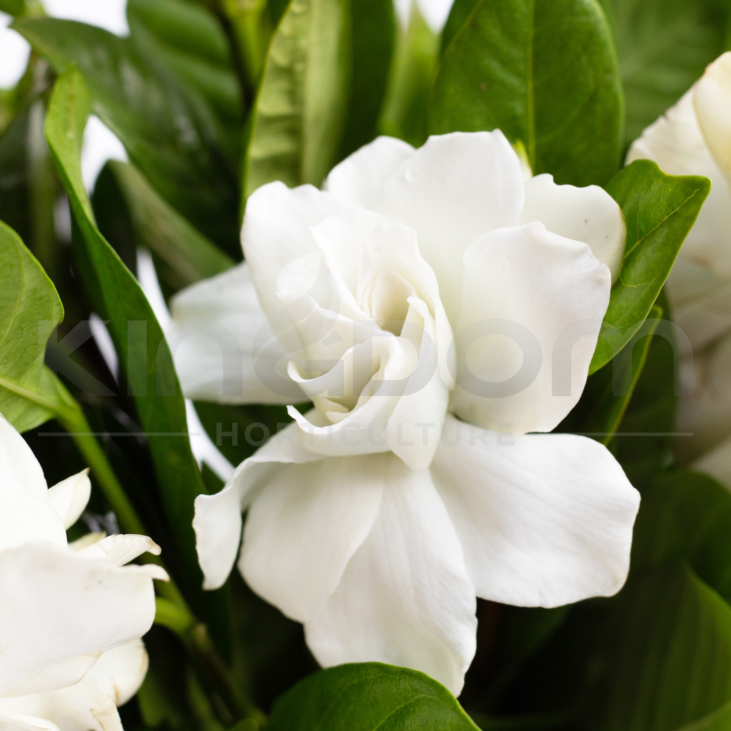 Gardenia augusta 'Magnifica' | Multiple Sizes Kingdom Horticulture
