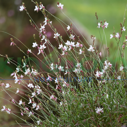 Gaura Baby 'Butterflies Pearl' Kingdom Horticulture