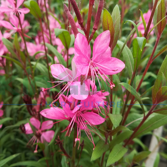 Gaura Baby 'Butterflies Rose' Kingdom Horticulture