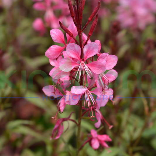 Gaura spp. 'Confetti Pink' Kingdom Horticulture