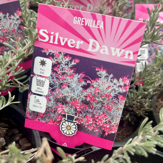 Grevillea ‘Silver Dawn’ Kingdom Horticulture