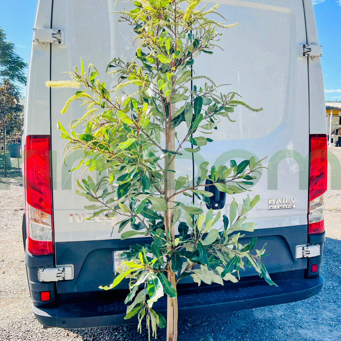 Grevillea hilliana Dwarf | Grafted Kingdom Horticulture