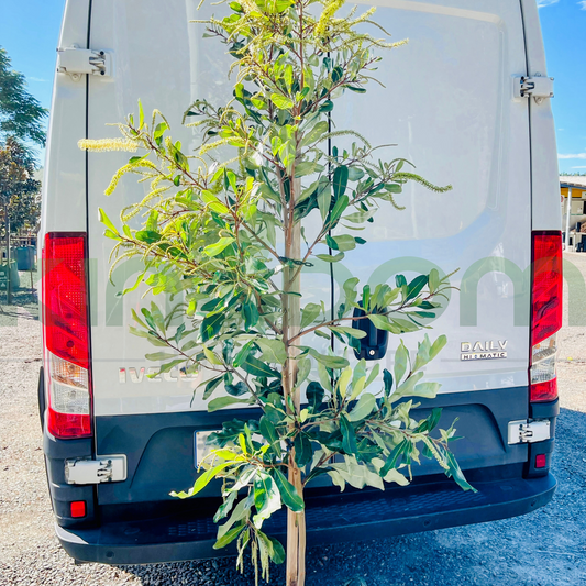 Grevillea hilliana Dwarf | Grafted Kingdom Horticulture