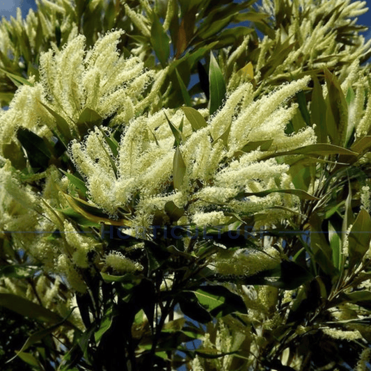 Grevillea hilliana Dwarf | Grafted Kingdom Horticulture