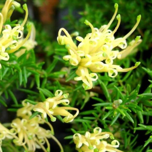 Grevillea juniperina 'Prostrate Gold'