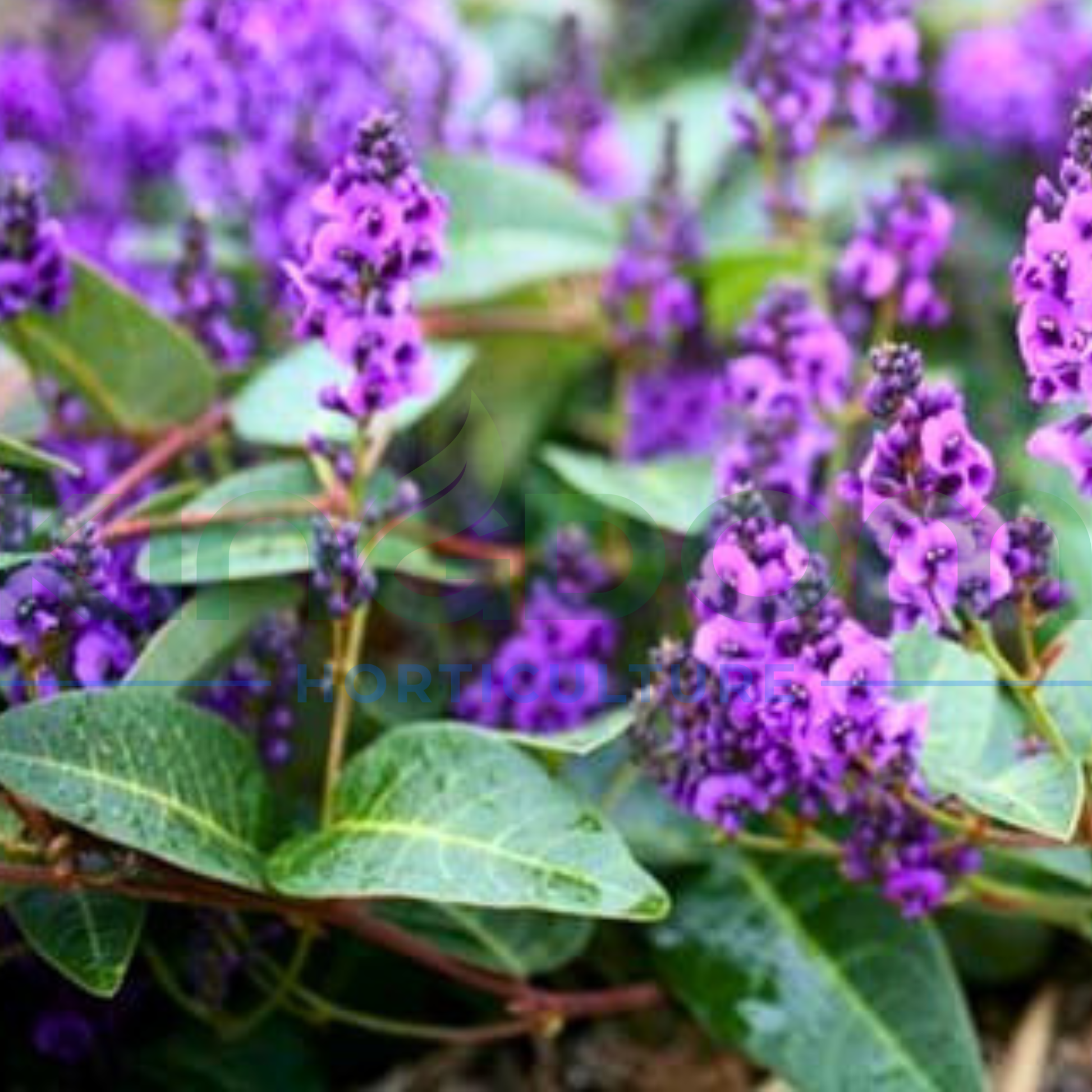 Kingdom Horticulture