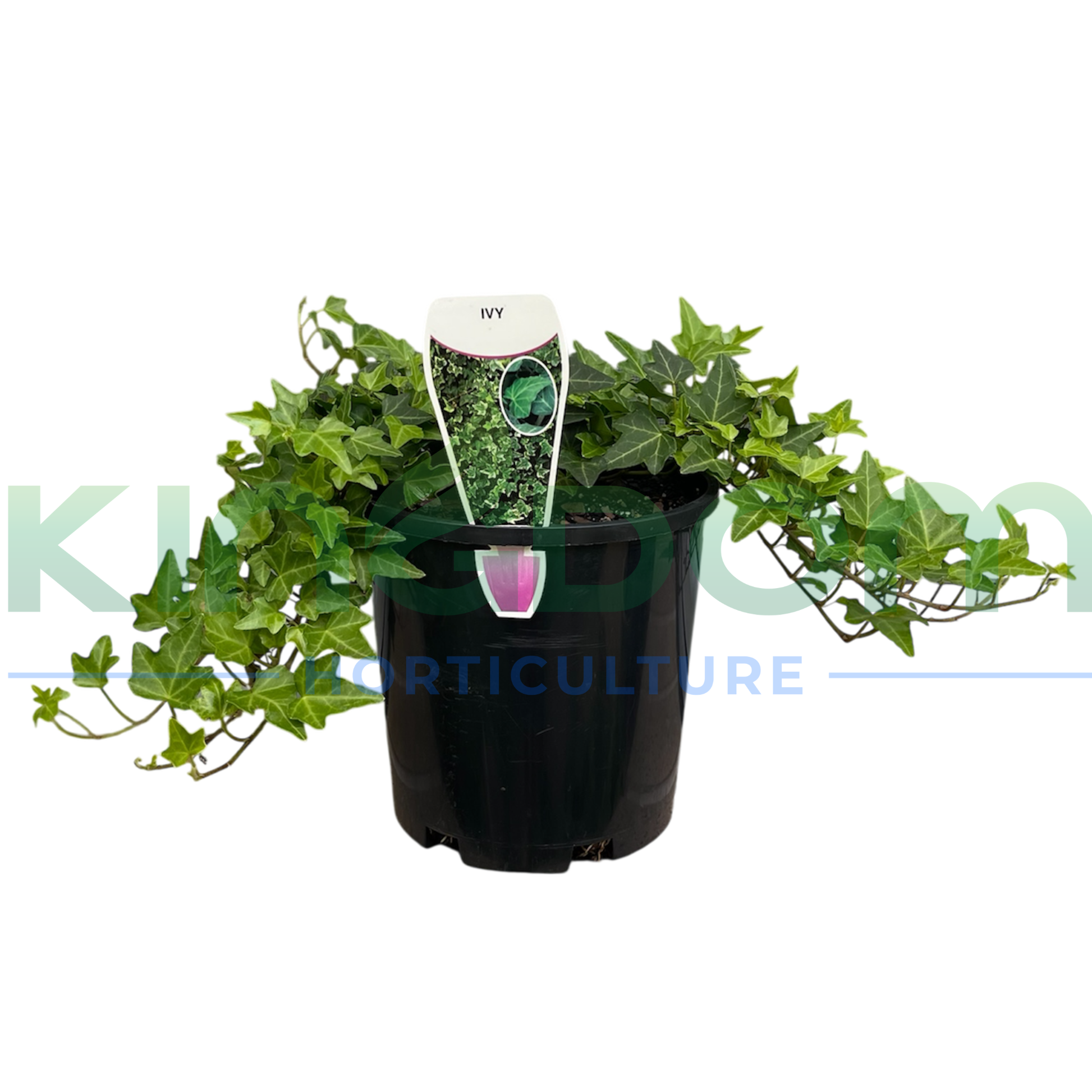 Kingdom Horticulture