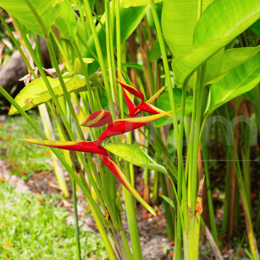 Heliconia Rauliniana | Multiple Sizes - Kingdom Horticulture Kingdom Horticulture
