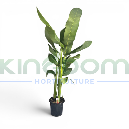Heliconia Rauliniana Kingdom Horticulture