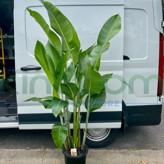 Heliconia bihai x caribaea 'Hot Rio Nights' Kingdom Horticulture