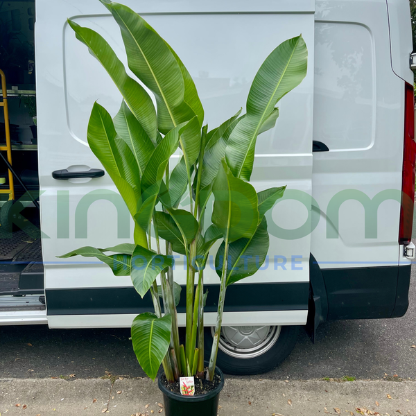 Heliconia bihai x caribaea 'Hot Rio Nights'