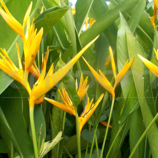 Heliconia bihai 'Yellow Dancer' 400mm - Kingdom Horticulture Kingdom Horticulture