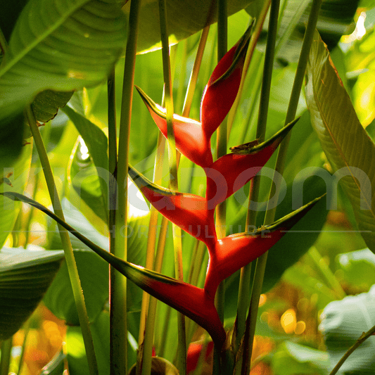 Heliconia psittacorum 'Strictly Bella' 400mm - Kingdom Horticulture Kingdom Horticulture