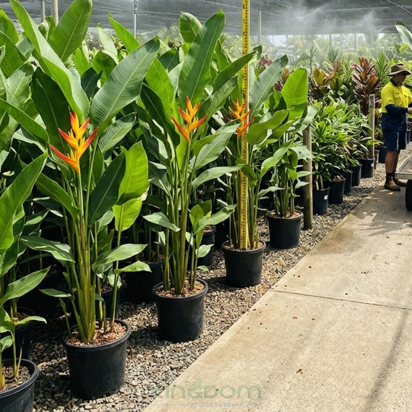 Heliconia psittacorum x spathocircinata Tropics Kingdom Horticulture
