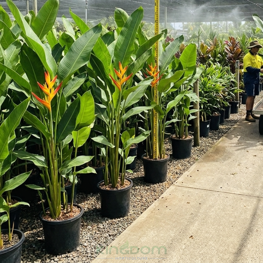 Heliconia psittacorum x spathocircinata Tropics Kingdom Horticulture