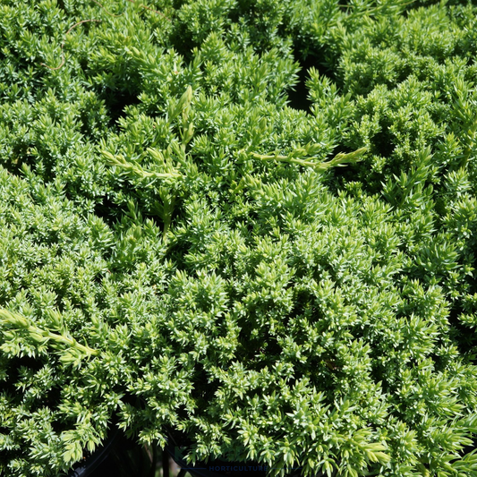 Juniperus Squamata Prostrata Pingii Kingdom Horticulture