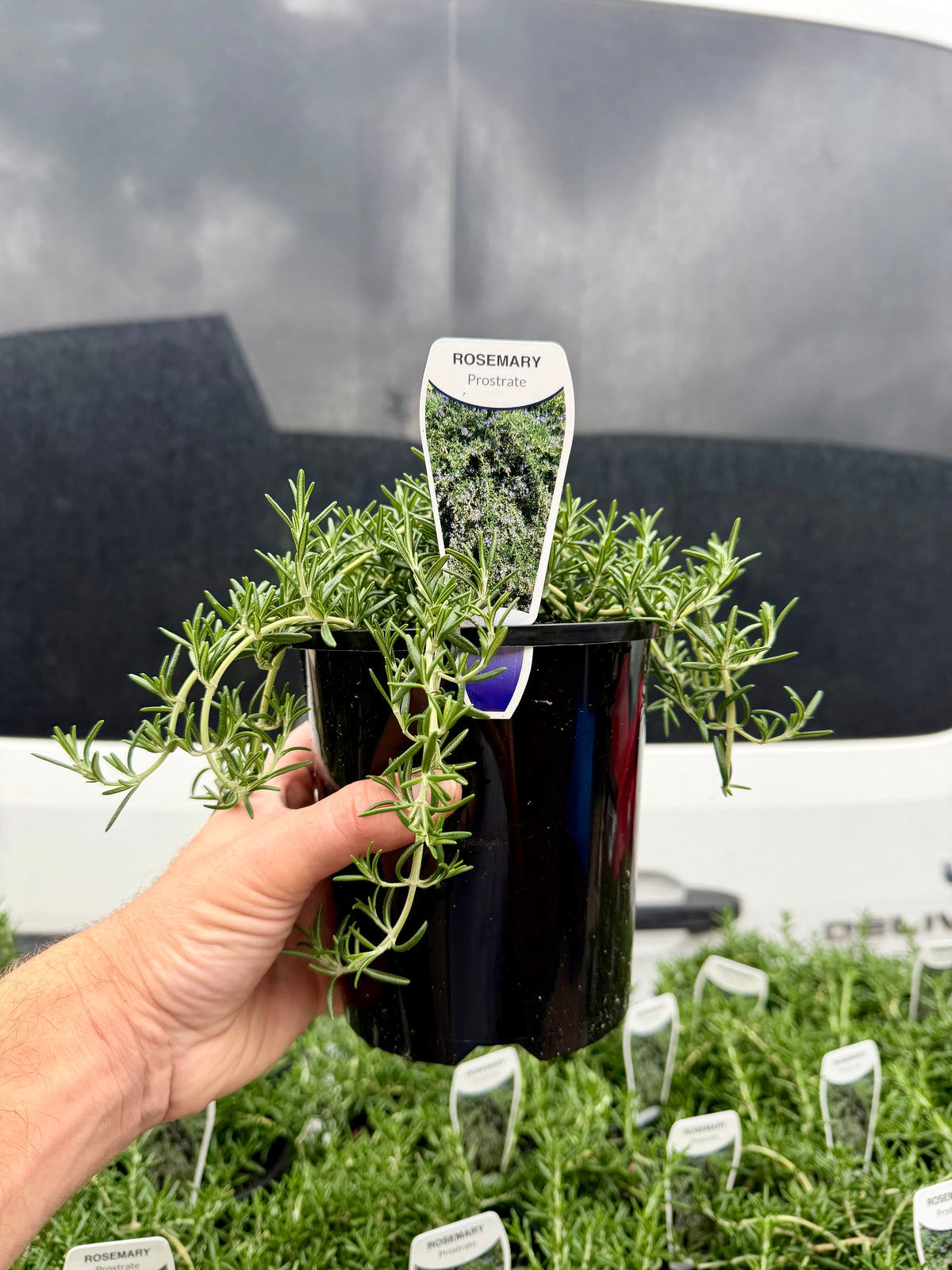 Rosemary officinalis 'Prostrate' Kingdom Horticulture