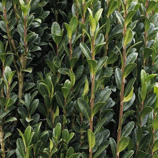 Ilex crenata 'Sky Pencil' | Multiple Sizes Kingdom Horticulture