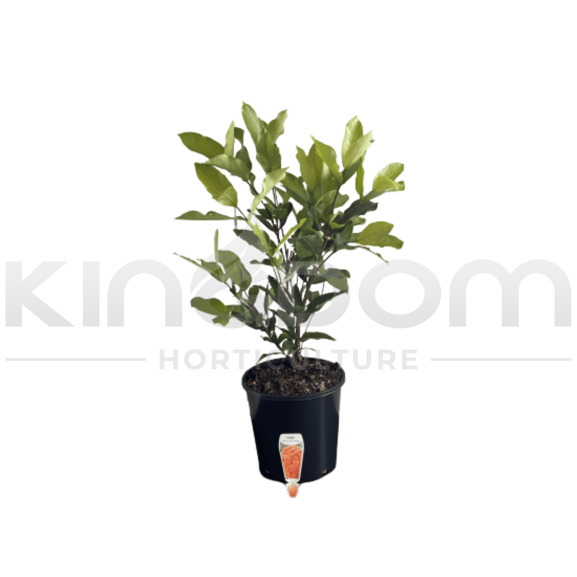Kingdom Horticulture