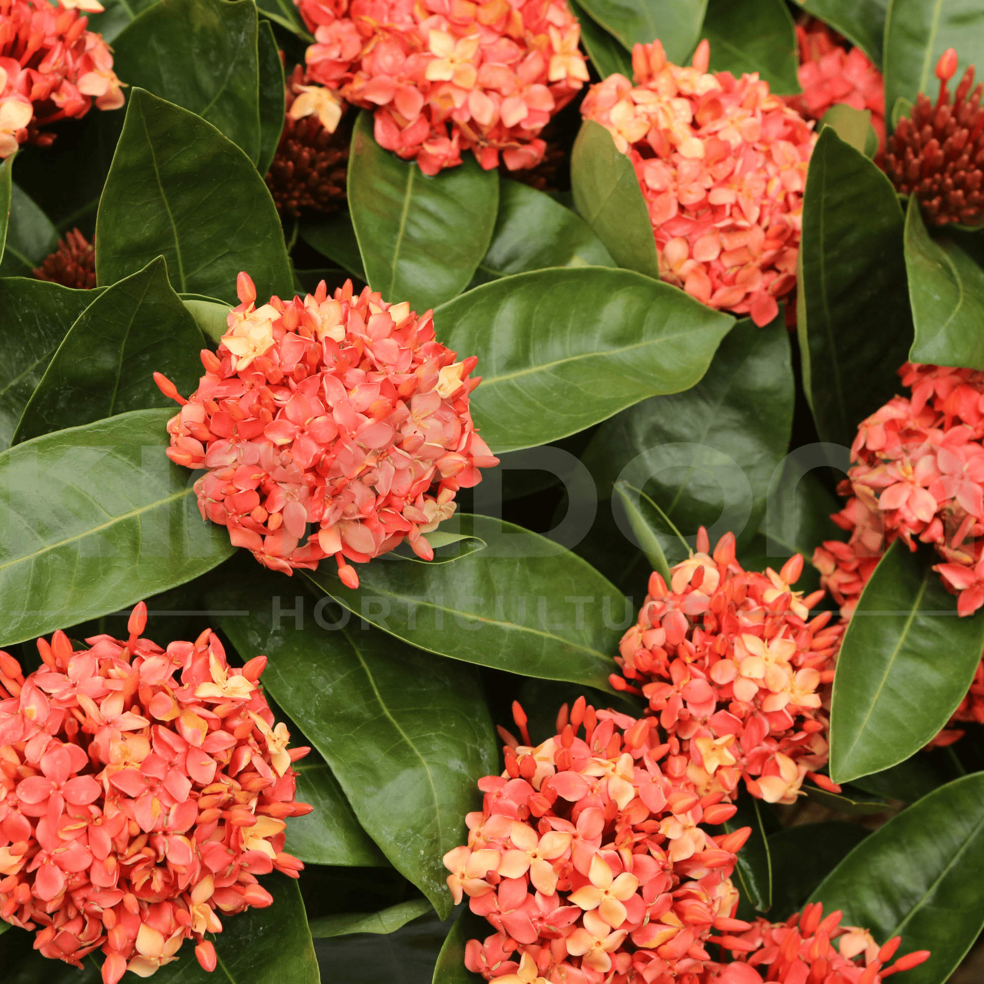 Kingdom Horticulture