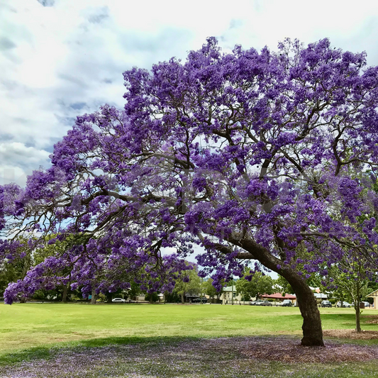 Jacaranda mimosifolia Kingdom Horticulture