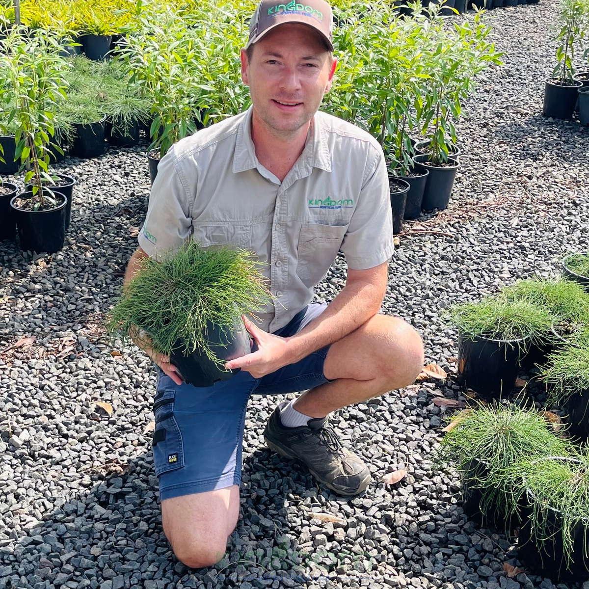 Kingdom Horticulture