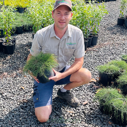 Casuarina glauca "Cousin It" Kingdom Horticulture