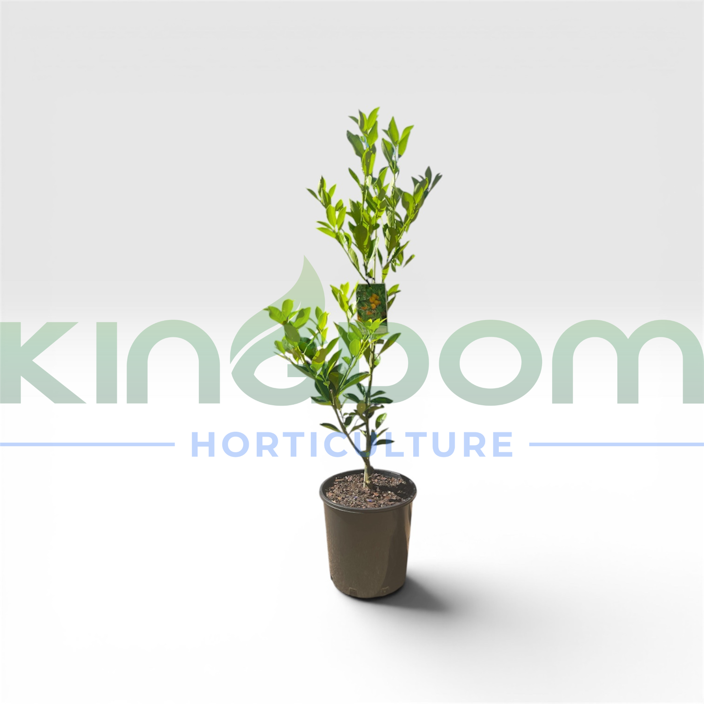 Citrus × microcarpa 'Cumquat' Kingdom Horticulture