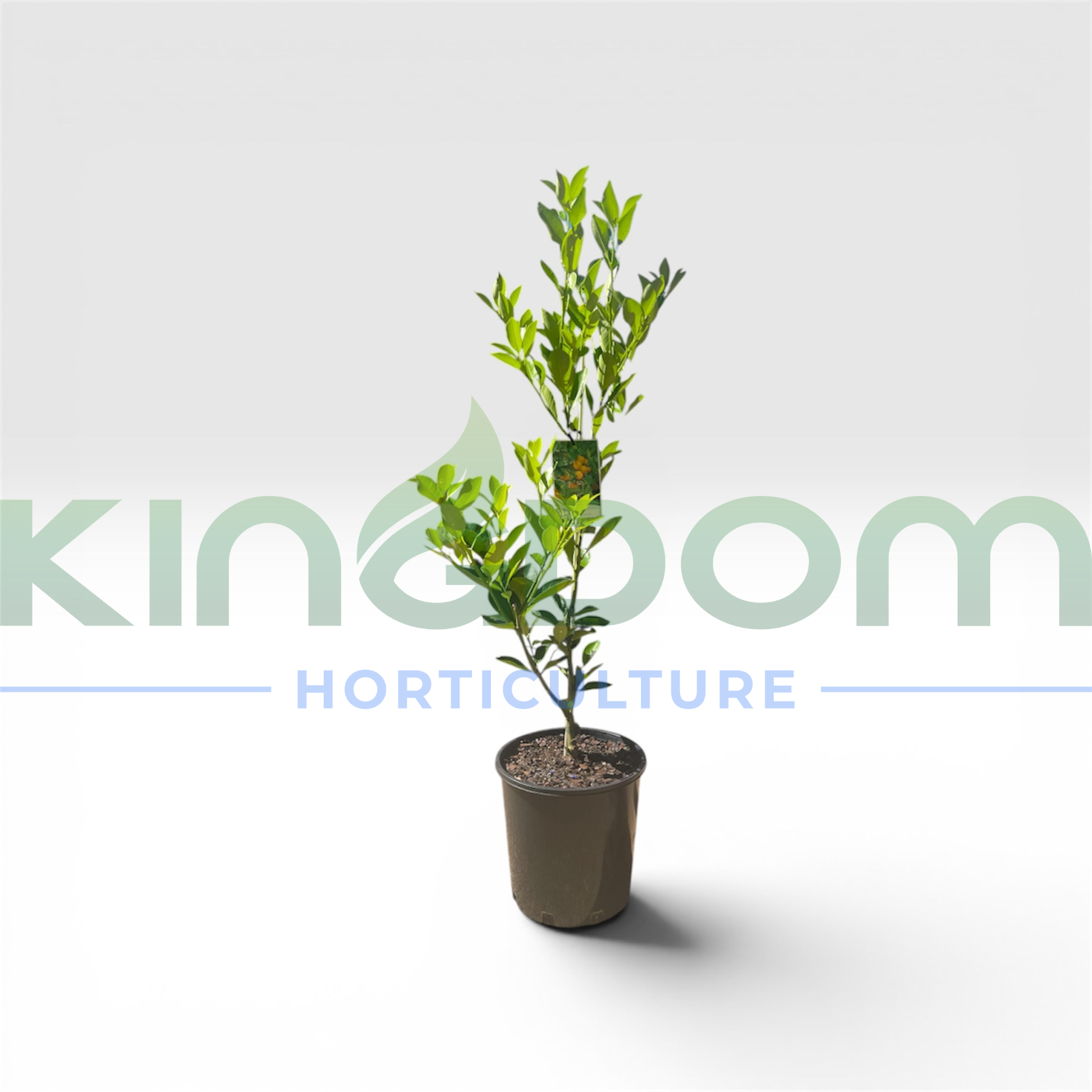 Kingdom Horticulture