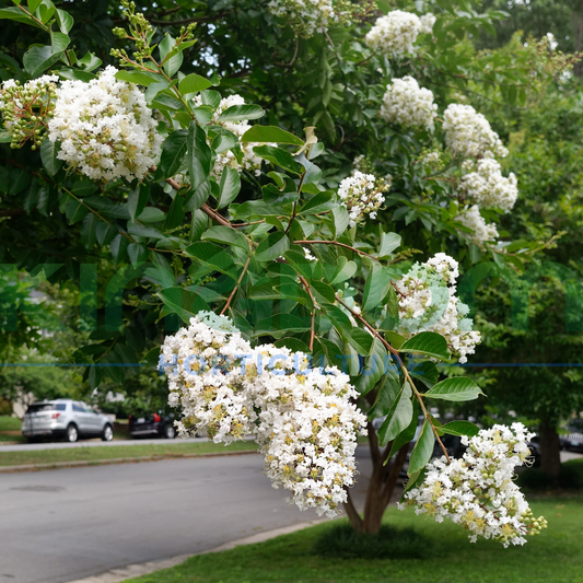 Lagerstroemia Crepe Myrtle 'Natchez' - Clear Stem Kingdom Horticulture