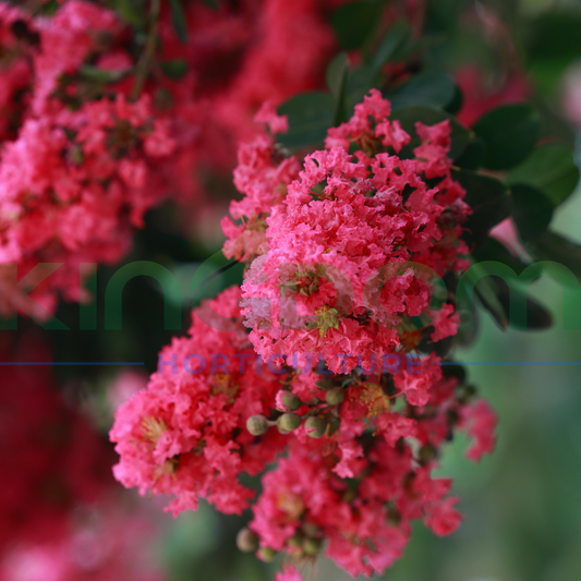 Lagerstroemia Crepe Myrtle 'Tuscarora' - Clear Stem Kingdom Horticulture