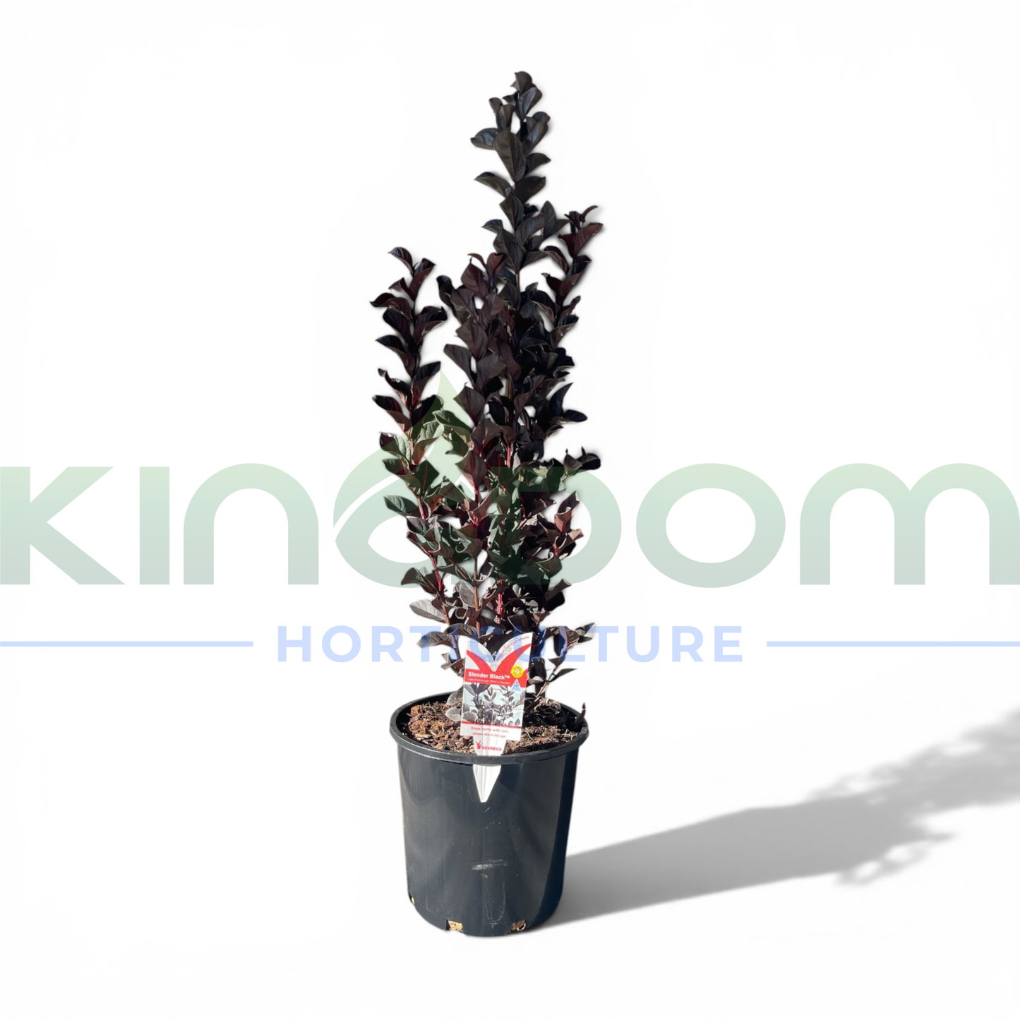 Lagerstroemia spp. 'Slender Black' Kingdom Horticulture