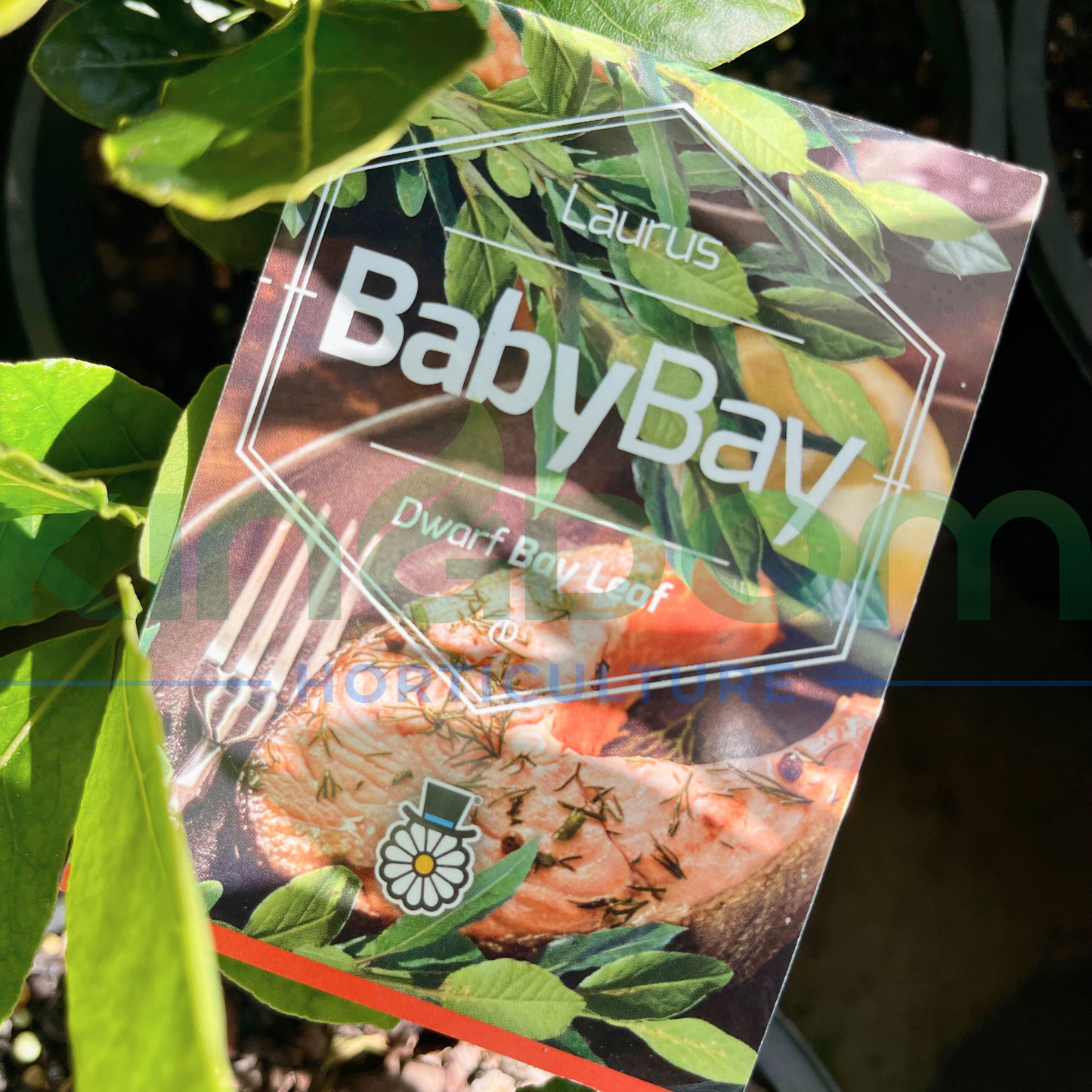 Laurus nobilis 'Dwarf Bay Leaf' Kingdom Horticulture