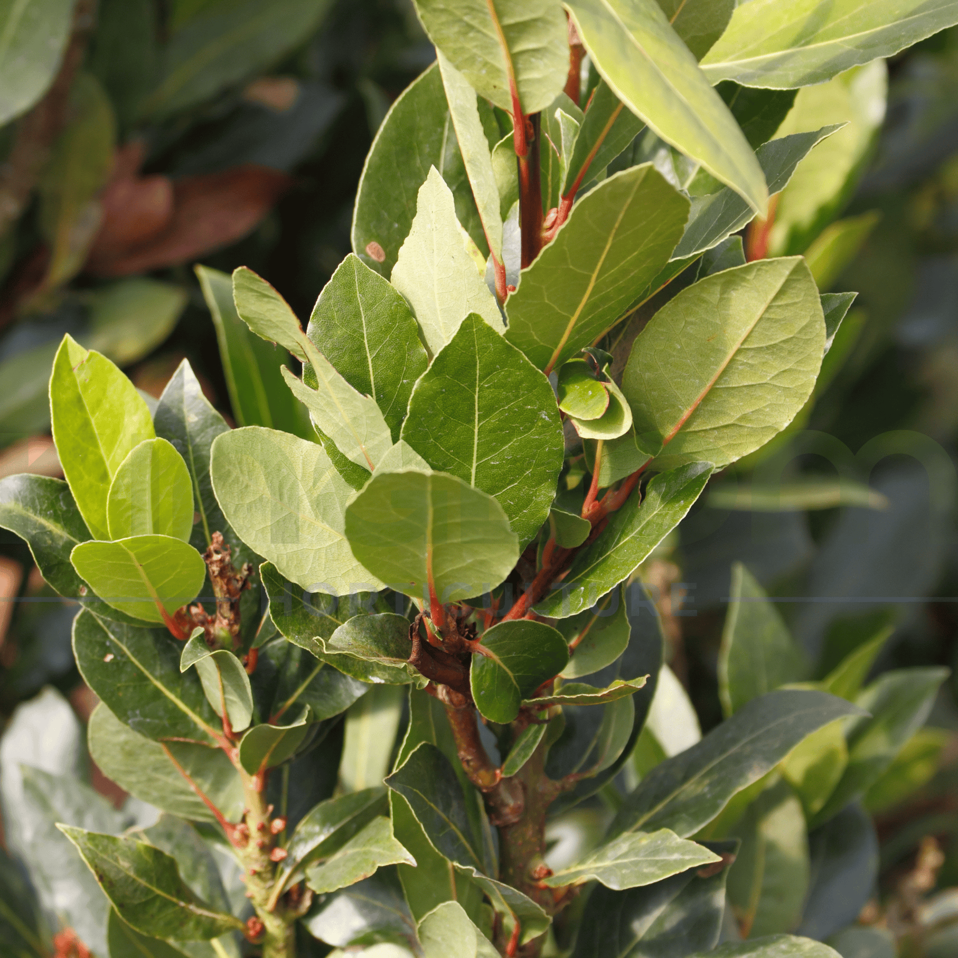 Laurus nobilis 'Bay Leaf' 500mm - Kingdom Horticulture