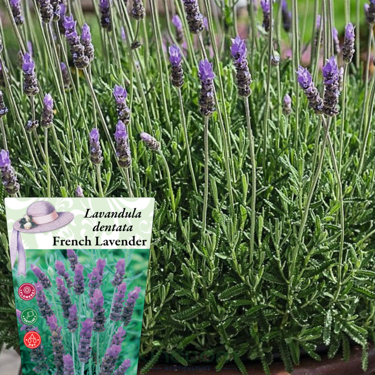 Lavandula dentata 'French Lavender' Kingdom Horticulture