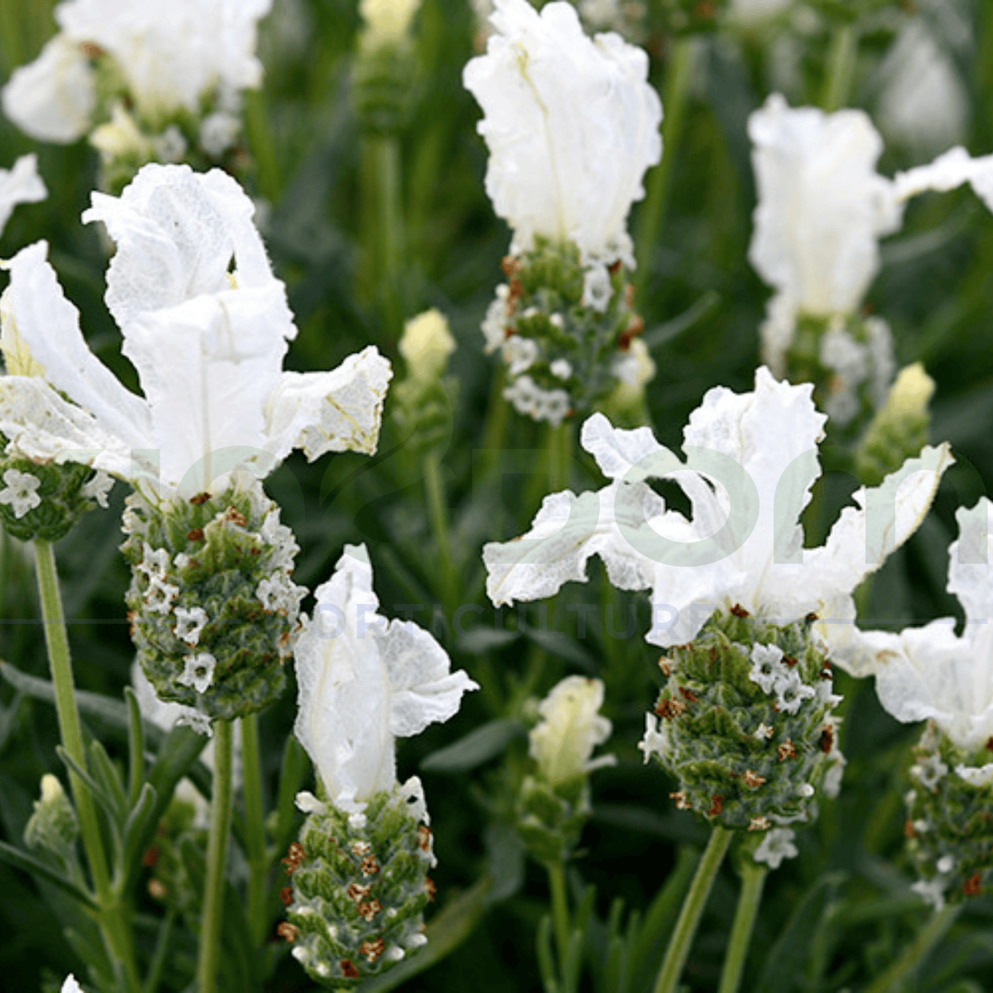 Lavandula hyb. Lavender  'The Snow Princess' 140mm - Kingdom Horticulture Kingdom Horticulture