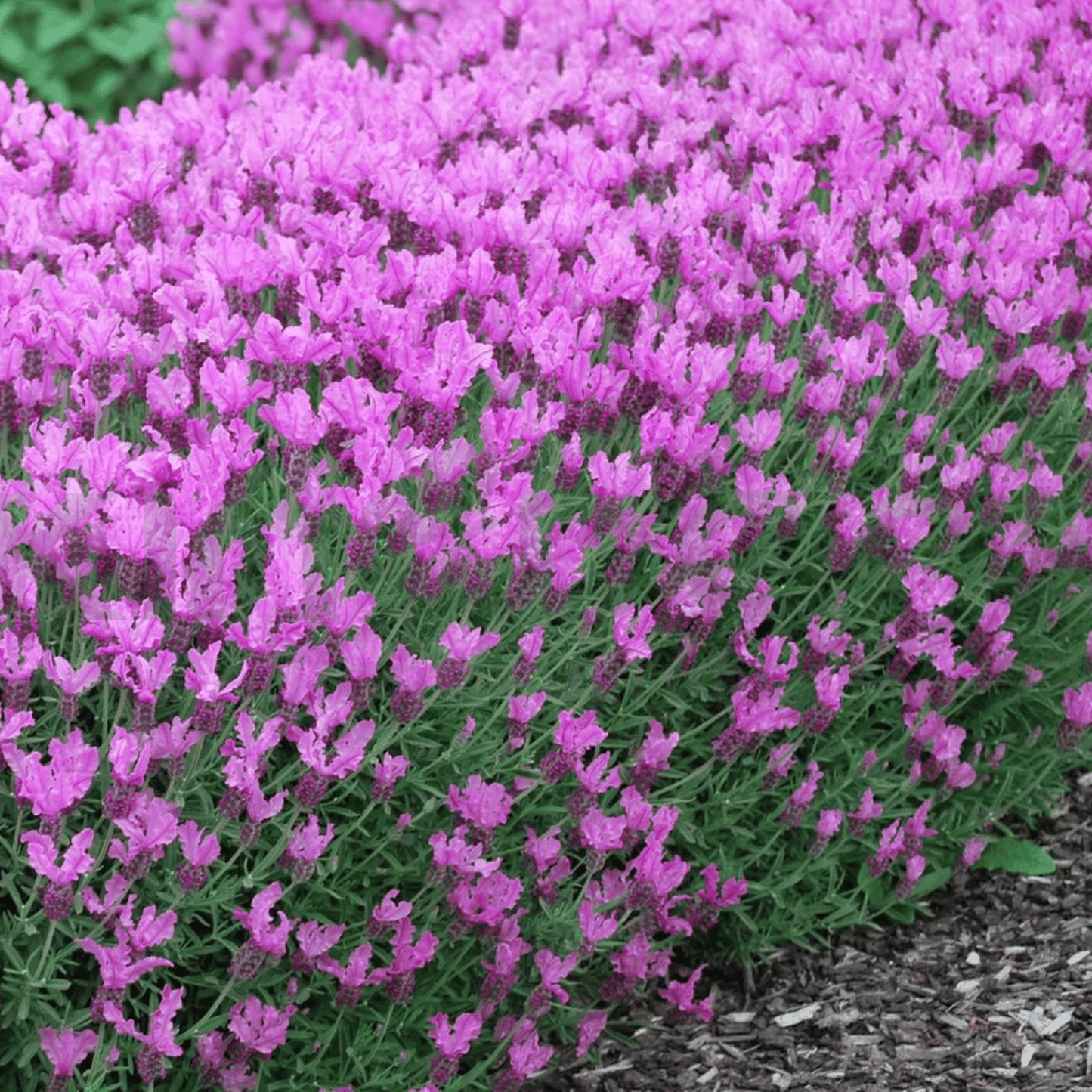 Lavandula hyb 'Lavender The Princess' 140mm - Kingdom Horticulture Kingdom Horticulture