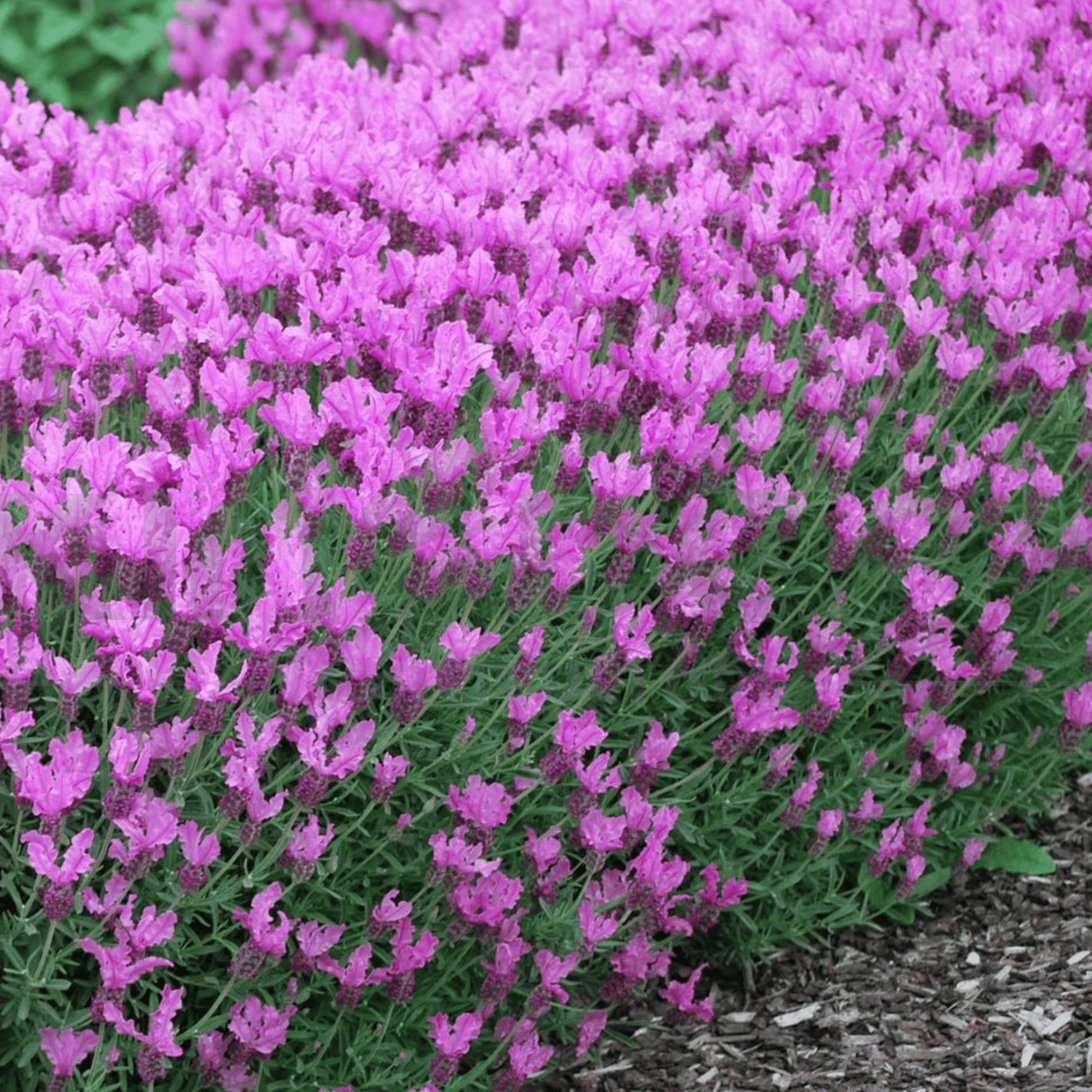 Lavandula hyb 'Lavender The Princess' 140mm - Kingdom Horticulture