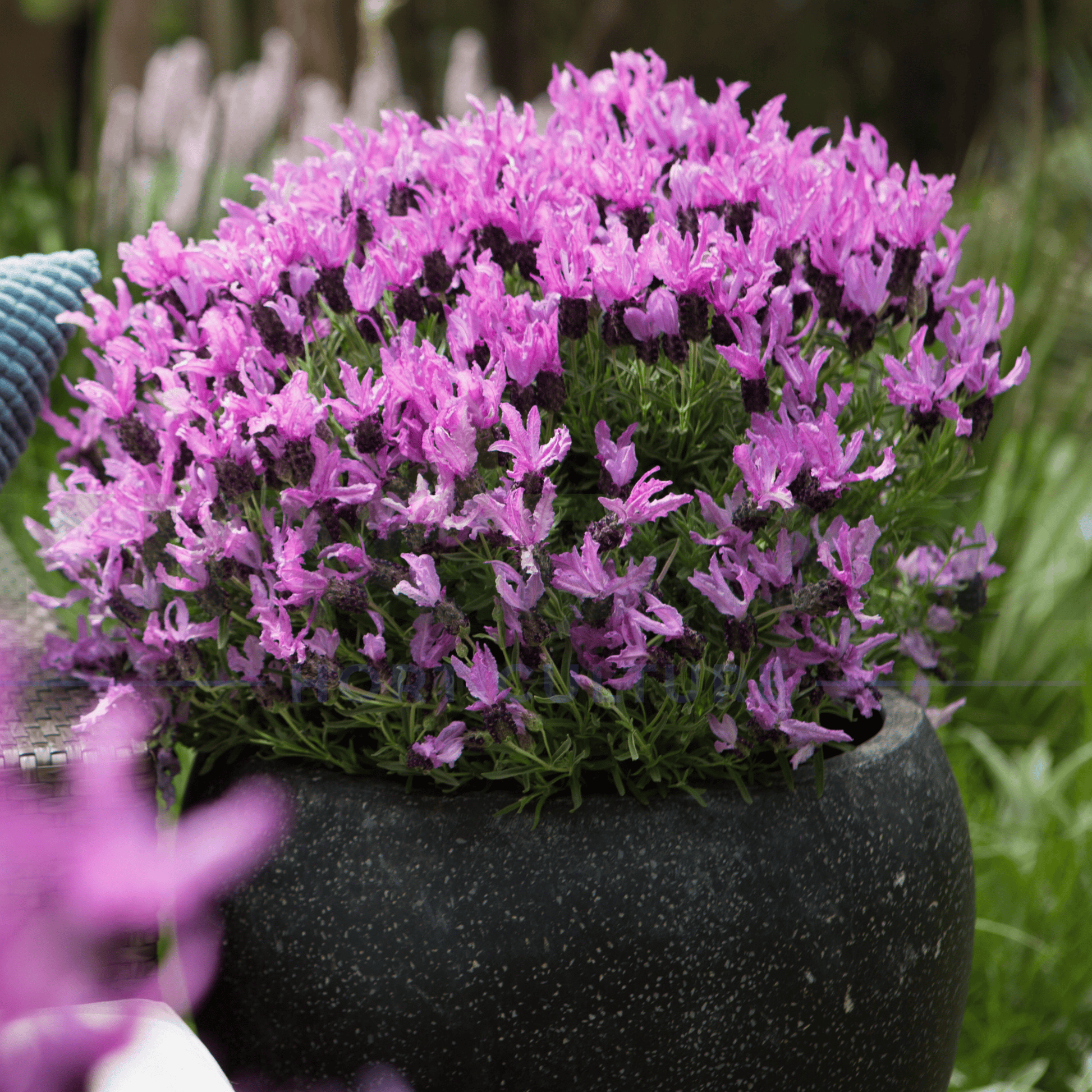Lavandula pedunculata Lavender 'The Queen' 140mm - Kingdom Horticulture