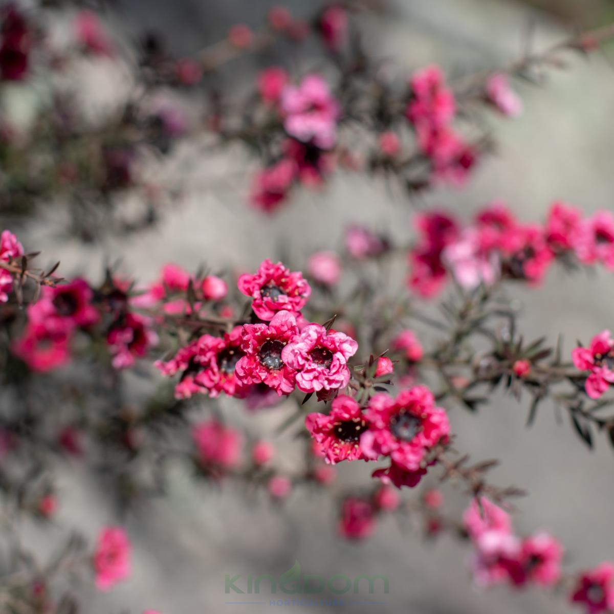 Kingdom Horticulture