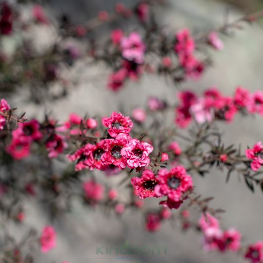 Leptospermum scoparium Burgundy Queen Kingdom Horticulture