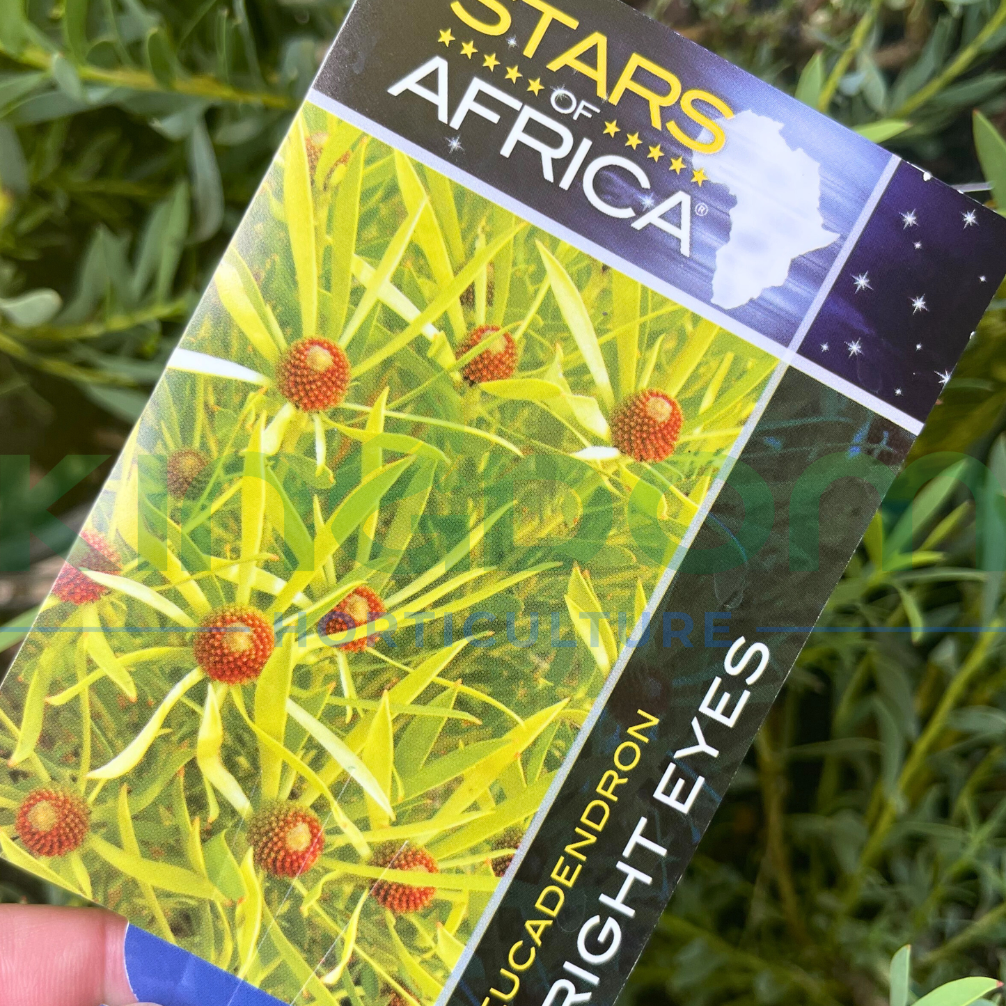 Leucadendron salignum 'Bright Eyes' Kingdom Horticulture