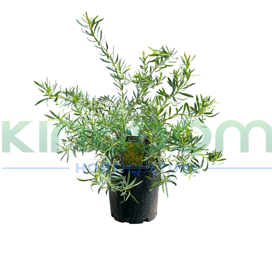 Leucadendron salignum 'Bright Eyes' Kingdom Horticulture