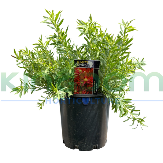 Leucadendron salignum 'Cheeky' Kingdom Horticulture